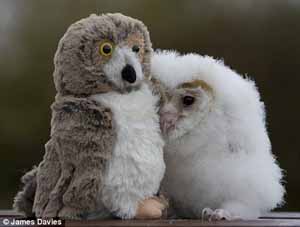 До нового сна