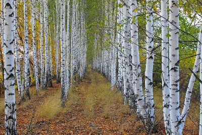 Березы белоствольные