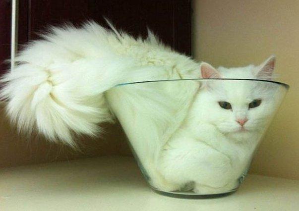 Кот и ваза