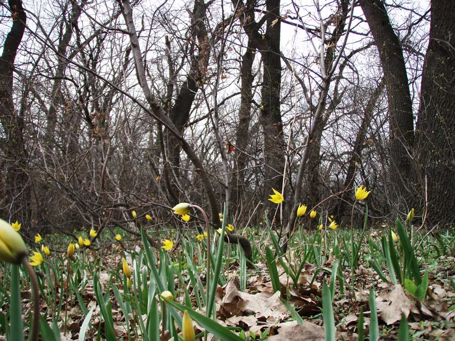 Весенние мотивы...