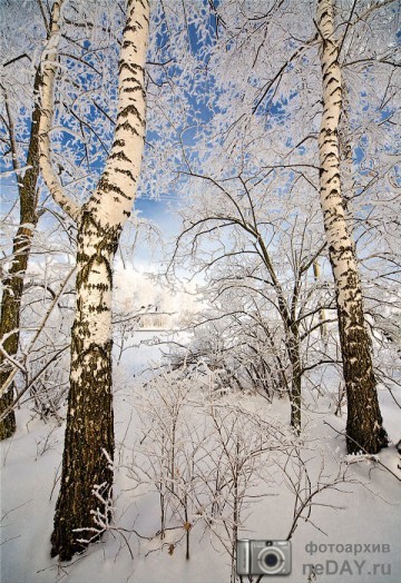 Серебристая береза