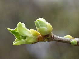 Первый лист