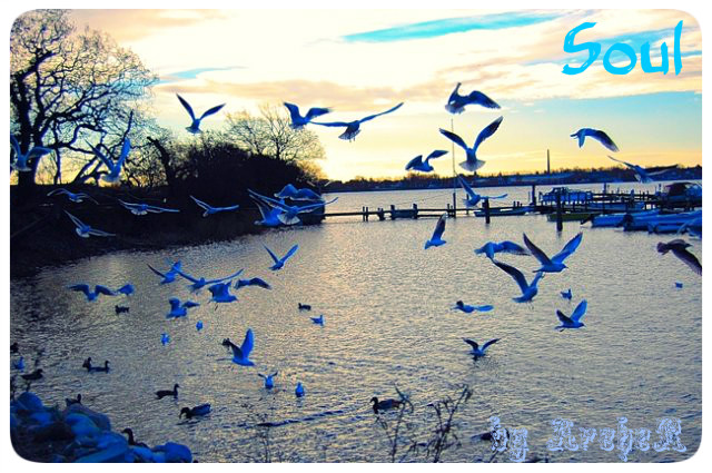 Синие птицы