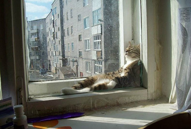 Наши с котом мечты...