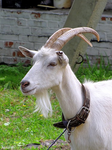 Вы Козлами недовольны? почти басня