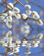 Весеннее полноводье