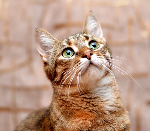 Исповедь рыжего кота! фото Яндекс