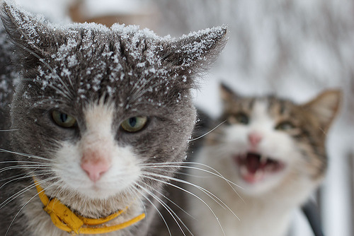 Опять пропил зарплату? Кошачьи страдания