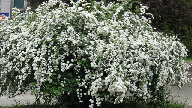 Весне распахну я двери...