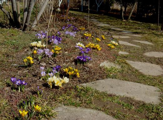 крокусы в саду