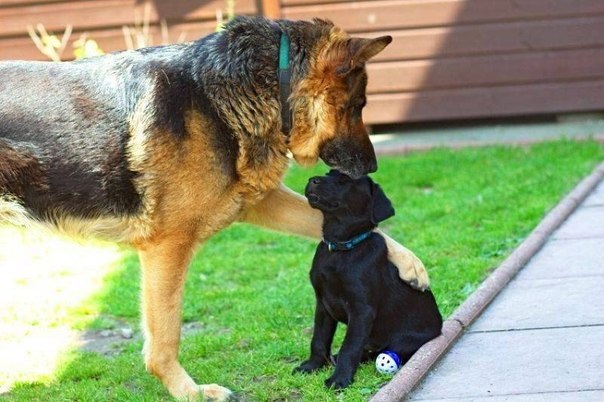 Я сказал тебе, - сидеть!