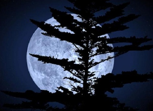 Оборотень. Наталья Панина