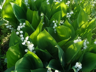 Из-под снега поднимутся грёзы