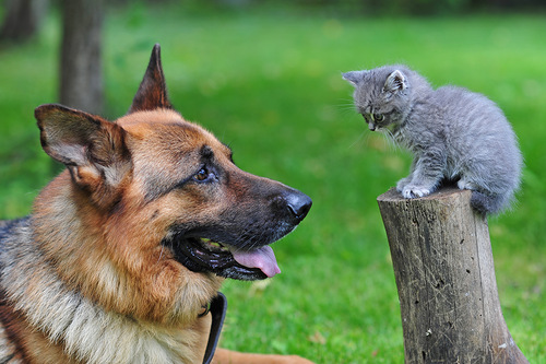 Ты котёнок! Я собака! фото Яндекса