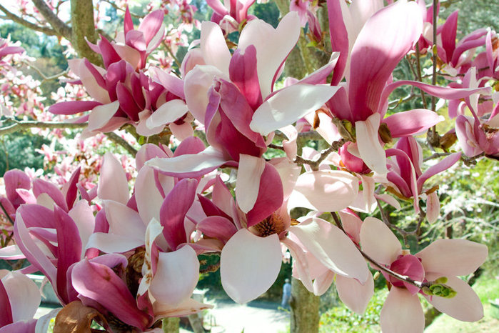 магнолия