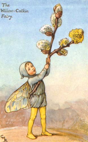 вербные котики