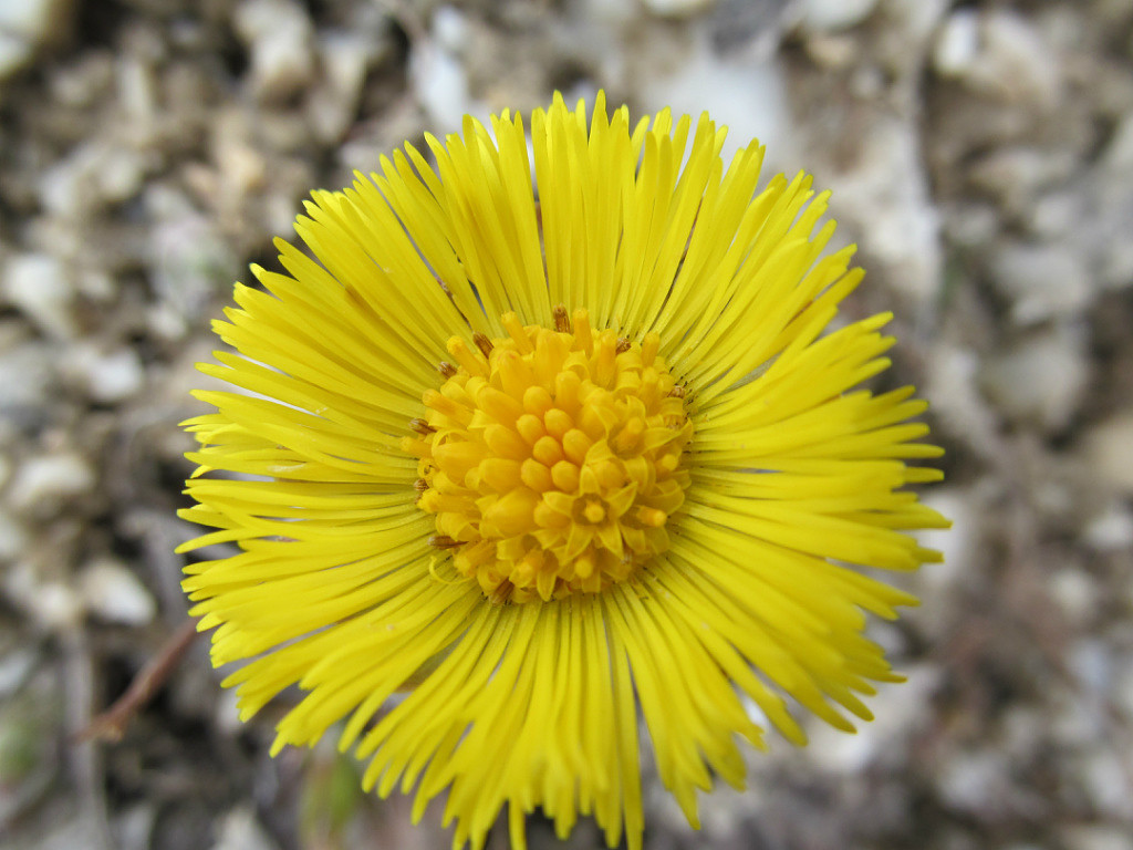 Солнечный зайчик