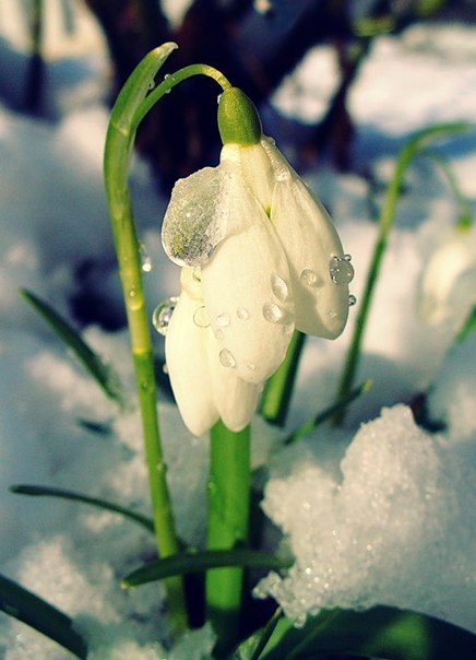 Первый цветок весны