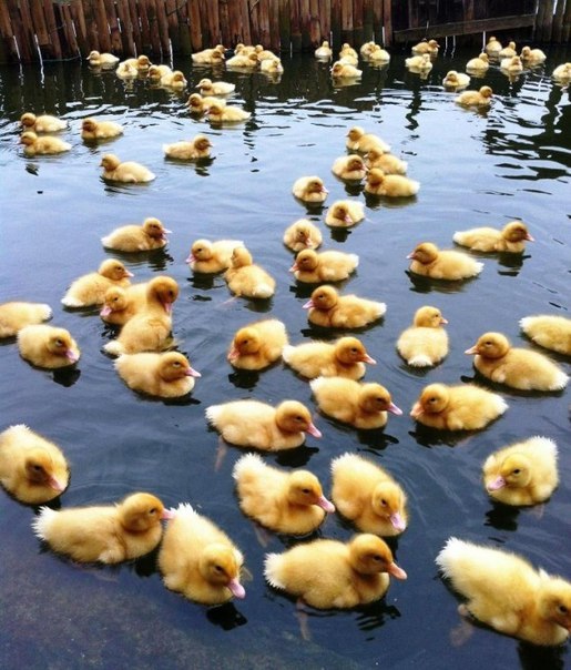 Это садик для утят...