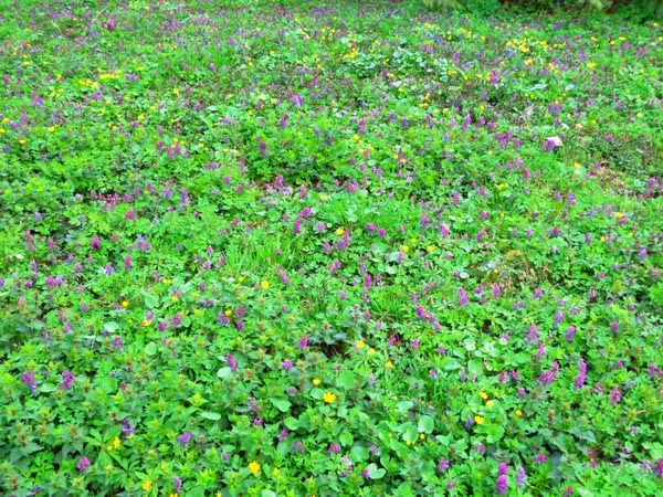 Весеннее мажорное