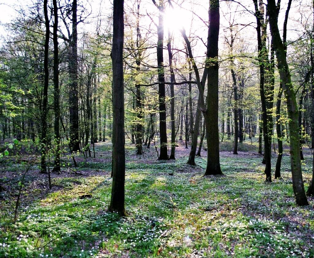 Картина солнцем-Весенний свет