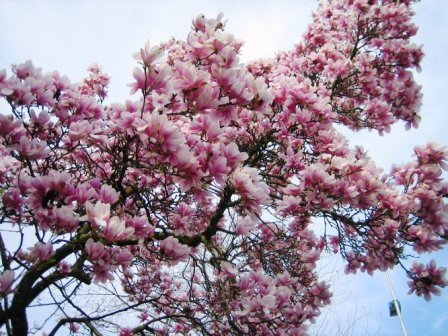 Бело-розовый Рай...