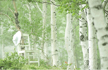 Берёзы в мае