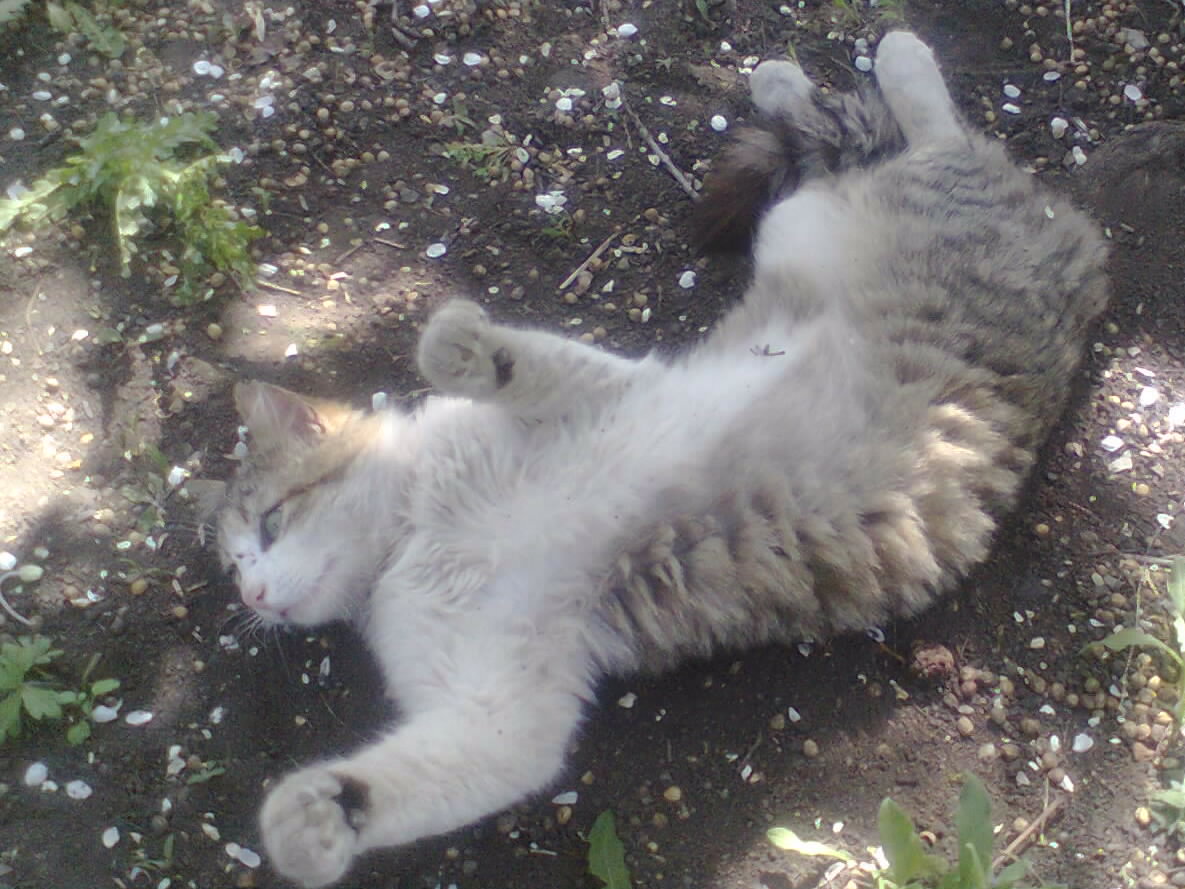 Мурзик дома не сидит...