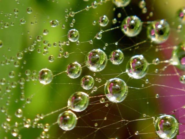 Я сплю и вижу ваши сны