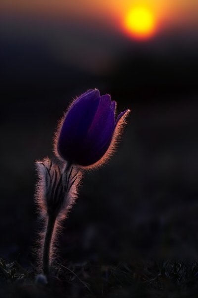 Росточек маленький