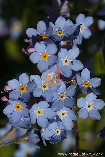 Маленькое чудо