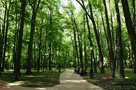 Листва сливается с травою