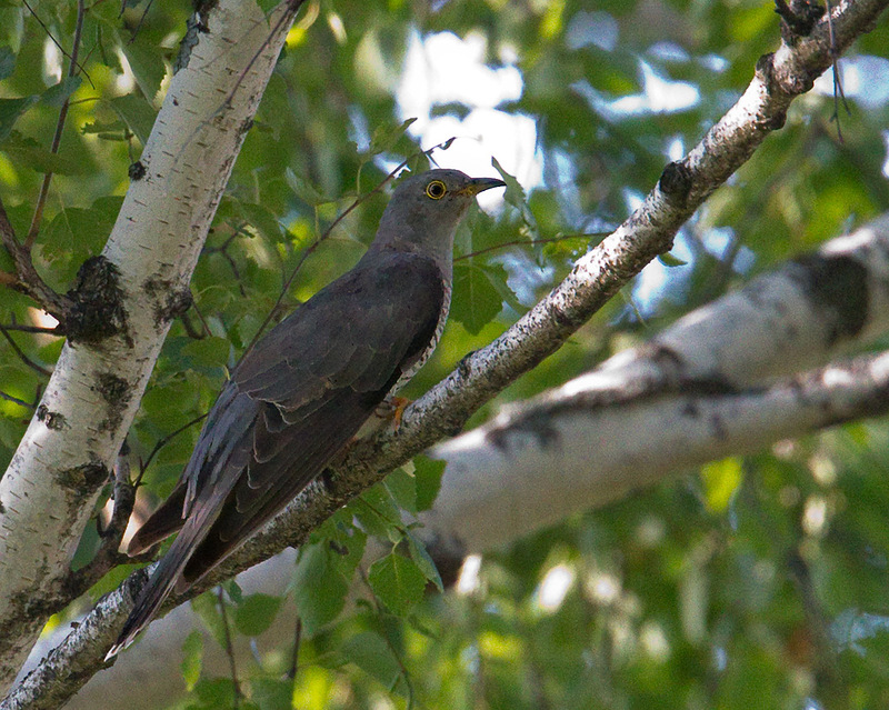 На лесной поляне... 11. 05. 2013