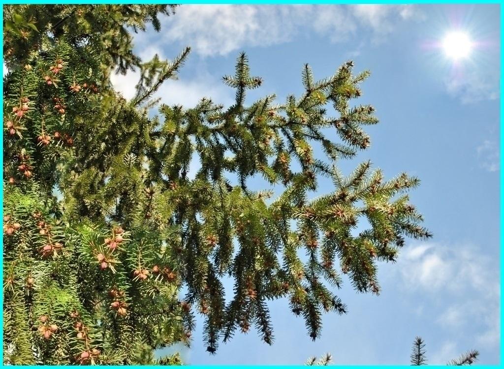 Картина солнцем-Будущие шишки