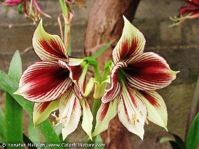 Вновь Амариллис...