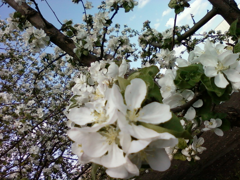 О боли и покое