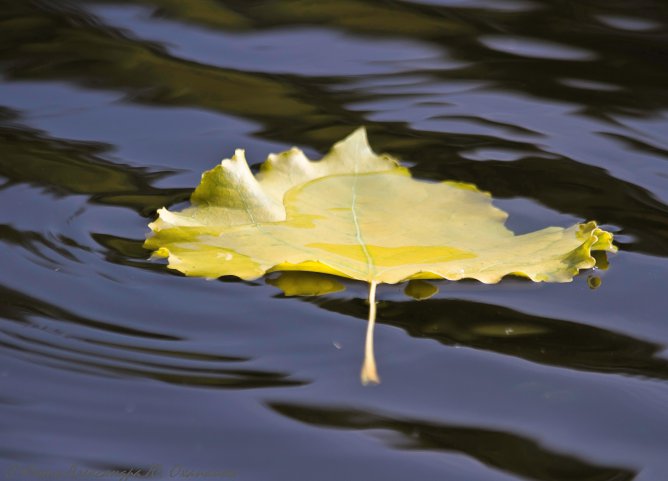 Священная вода