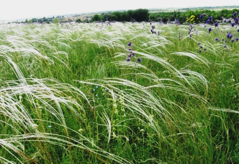 Где запах трав...