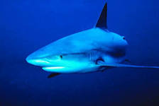 Человек и акула нереальная история