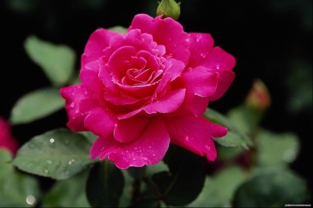 Роза любви...