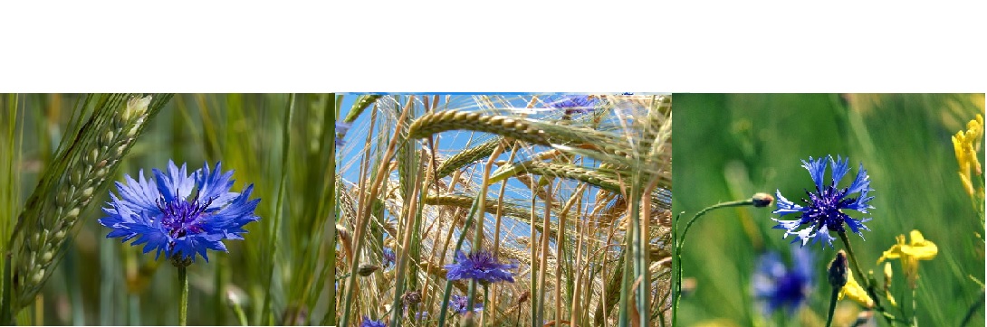 Синева васильков во ржи