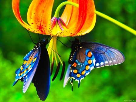 Юных бабочек радужный край...