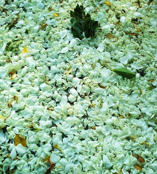 я искала тебя