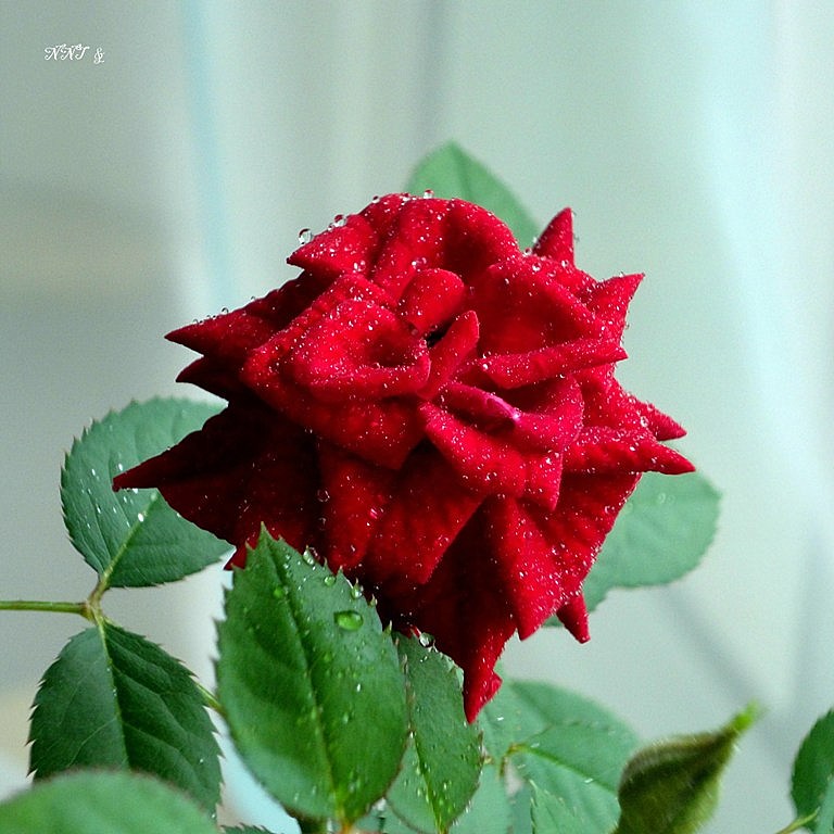 Ты звезда ненаглядная