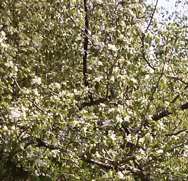 Весенний бал