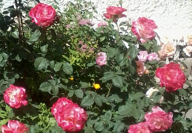 Яркими мазками роза