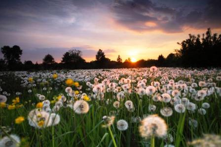 Во мне проросли зёрна памяти...