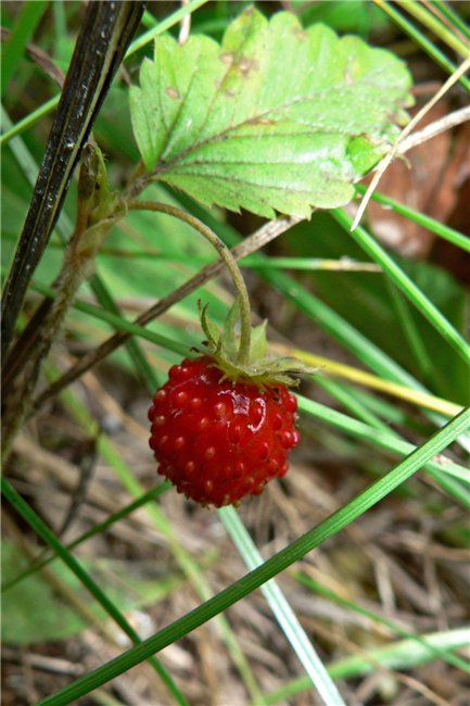 Почудится мне голос твой