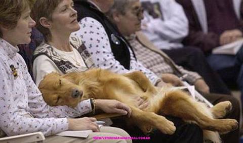 душеколонки