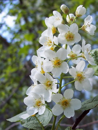 Небо в облачной косынке